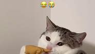cat memes on Instagram: "he is pondering - - - - credit: unknown (We do not claim ownership of this video, all rights are reserved and belong to their respective owners, no copyright infringement intended. Please DM us for credit/removal) tags: #cursedcats #cursedcat #animalmemes #sadcats #catlife #catfeatures #catloversclub #catmemes #cat #cattos #catsofinstagram #catmeme #cattomemes #wholesome #catvideo #chonk #cats #memes #cats_of_instagram #sadcat #softcatmemes #wholesomememes #funnycat #fun