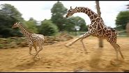 Giraffes walk, gallop and play at ZSL Whipsnade Zoo
