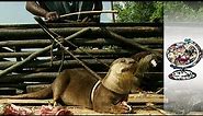 Traditional Otter Fishing in Bangladesh