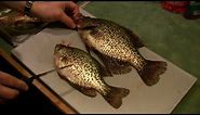 How to Fillet a Crappie (Bonus: How to Tell the Difference Between a White and Black Crappie)