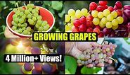 How to Grow Grapes: A Complete Garden Growing Guide