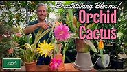 Orchid Cactus - Breathtaking Blooms!