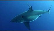 Island of the Mega Shark: The Biggest Great White Ever Filmed