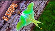 Luna Moth Care: BREEDING TUTORIAL [5 Steps!!] / Actias luna
