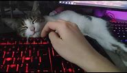 Lemon the cat sleeping on my work keyboard