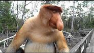 Big nose monkey in Borneo