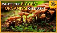 What's The BIGGEST Organism On Earth?