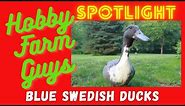 HFG Farm Animal Spotlight: Blue Swedish Duck