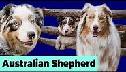 Australian Shepherd Puppies Doing Funny, Naughty and Cute Things #1 | Dogs Doing Things
