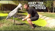 Meet The Shoebill Stork (Balaeniceps Rex) | Drive 4 Wildlife