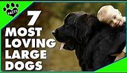 7 Most Affectionate Large Dog Breeds That Will Melt Your Heart - Dogs 101