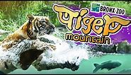 🐅 TIGER MOUNTAIN at the Bronx Zoo! | Zoo Tour