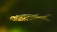 12-Millimeter Long Small-Brained Fish Can Make Sound As Loud As A Jet Plane