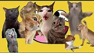 Tổng Hợp Clip Gốc Meme Mèo Hài Hước Đang Hot Trend Trên Mạng Xã Hội Phần 1 l Người Hướng Nội