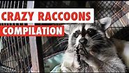 Crazy Raccoons Video Compilation 2016