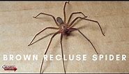 How To Identify The Infamous Brown Recluse Spider 😳