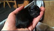 Cute new born baby pugs - just listen to them!