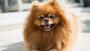 10 Best Small Dog Breeds for Limited Space