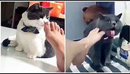 Funny Cats Reaction to Smelling Owner's Foot | Compilation 2019