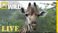 Giraffes: What You Should Know About the Tallest Animals on Earth | Nat Geo Wild