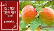 Top 5 Most Popular Apple Trees (and Their Pollinating Partners!) | NatureHills.com