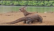 Wowww Komodo Dragon Prey on Deer Easily