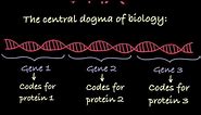 Introduction to Genetic Terminology