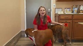 Owning a Boxer Dog?? | What you need to know!