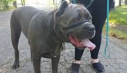 BEAST MASTER 120 Lbs Cane Corso Tamed in Minutes SafeCalm Dog Whisperer BIG CHUCK MCBRIDE
