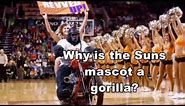 How did a gorilla become the Phoenix Suns mascot?