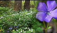 Kasne proljetnice u šumi / Late spring flowers in the forest