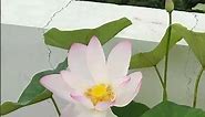Lotus plant at home💗😍🌷 pink Lotus flower on my home garden💗#lotus #shorts