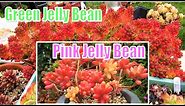 How to Grow and Propagate Pink Jelly Beans | Sedum rubrutinctum 'Aurora'