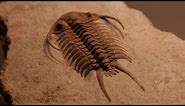 Rare Fossils of Ancient Trilobites