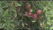 Prime Time For Apple Picking In New York