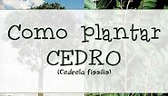 Como plantar CEDRO | Cedrela odorata