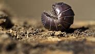 Pill bugs emerged from the sea to conquer the Earth