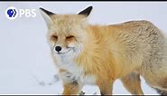 Fox Hunts Prey Deep Under Snow