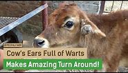 Cow's Ears Full of Warts I Makes Amazing Turn Around!
