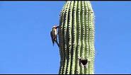 Gila Woodpecker at work on a Saguaro