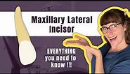 Maxillary Lateral Incisor | The Definitive Tooth Anatomy Study Guide For Dental Students