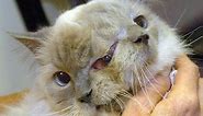The world’s oldest two faced cat has name Frank and Louie or “Frankenlouie”
