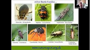 Identify - Beetles, Bugs and Other Insects