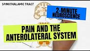 2-Minute Neuroscience: Pain and the Anterolateral System