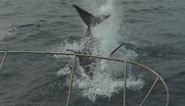White shark ambushes teaser tuna bait