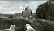 How Nature Works: Gull Territoriality