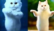 fully white cat dance 😂 patali kamariya mori😂😍 #cat #dancingcat #catvideos #youtubeshorts #funny