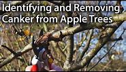 How to Identify and Remove Canker from Apple Trees