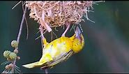 Bird building nest