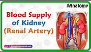 Blood supply of Kidney ( Renal artery ) - Gross anatomy animated Usmle Lecture